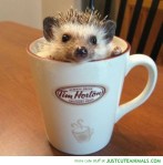 baby-hedgehog-cup-mug-pics