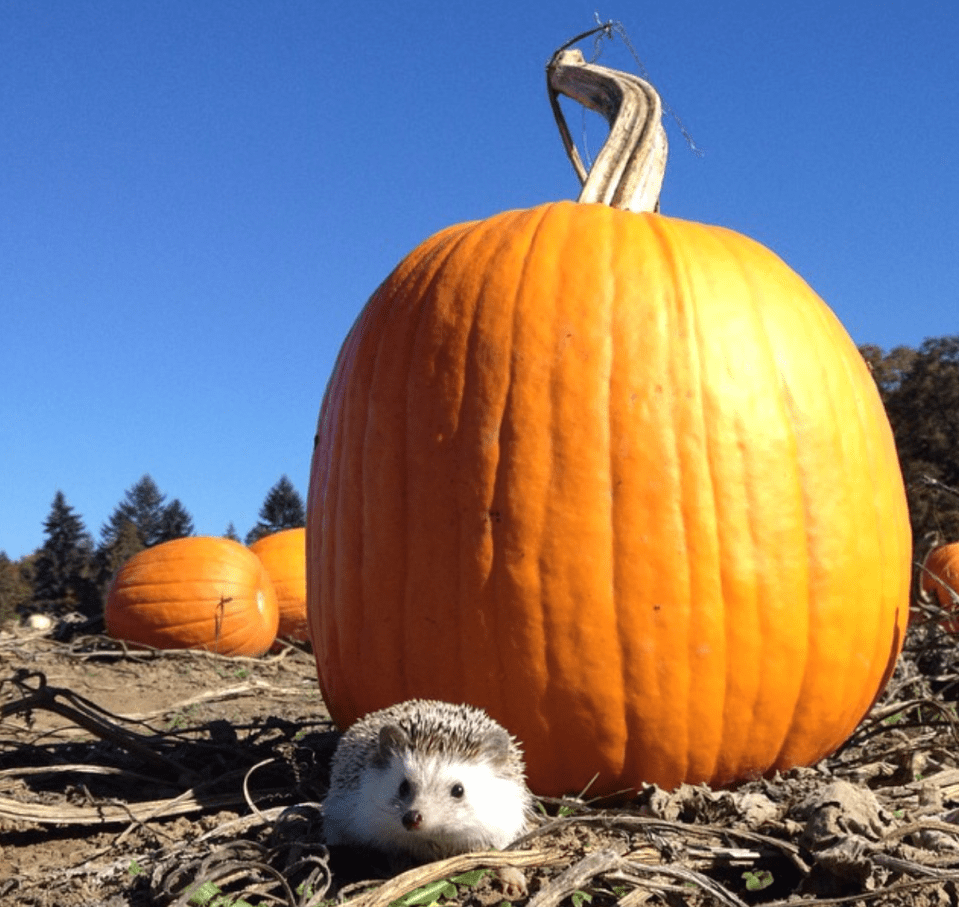 Chillin with a pumpkin